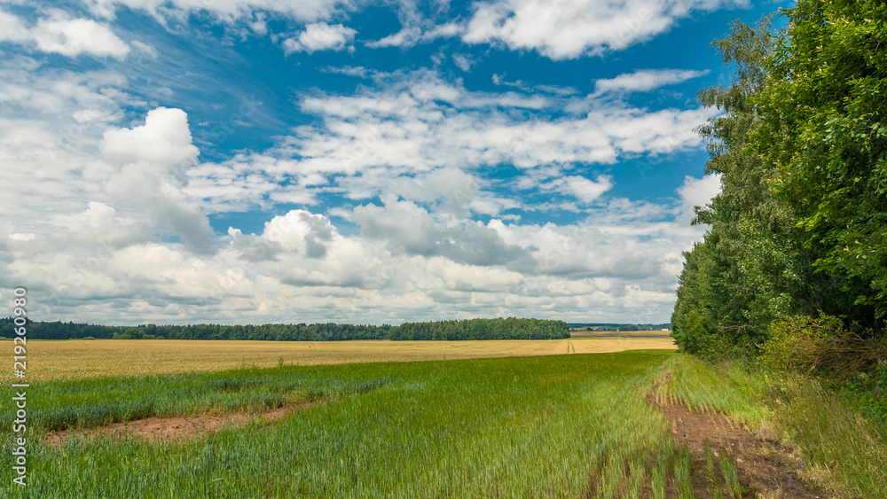 summer agricultural landscape. view of a field with a strip of forest in the background