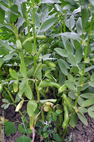 Horse bean, plant and green pods