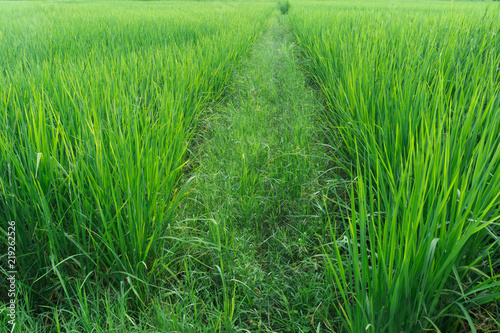 Close up geen rice field in summer