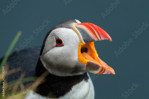 Puffins on the Latrabjarg cliffs, a promontory and the westernmost point in Iceland	