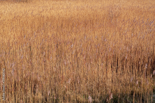 UK estuary marshland grasses PC corrected