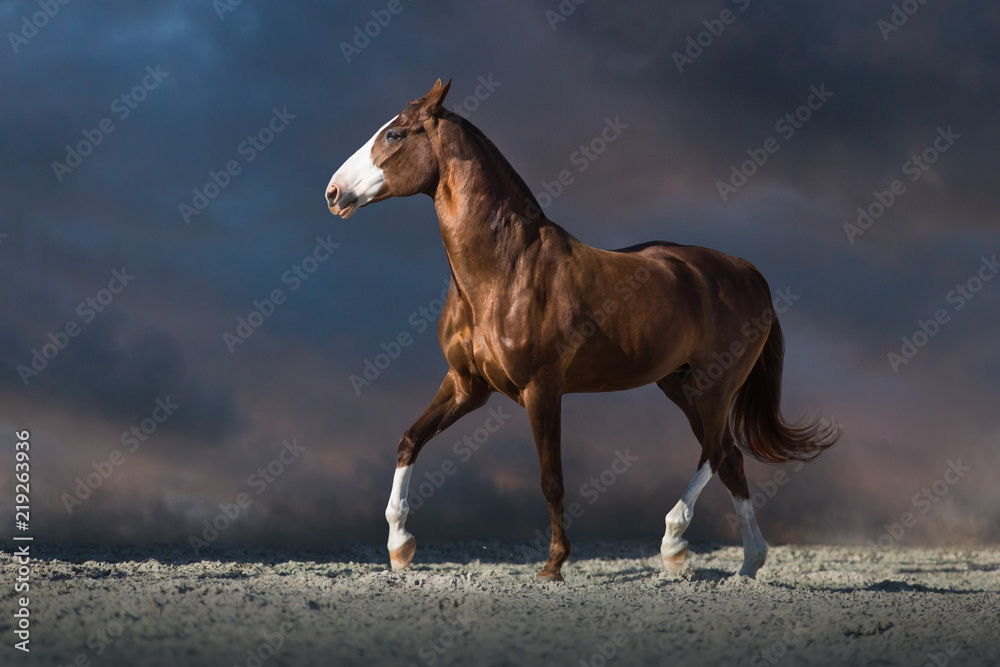 Fototapeta premium Czerwony koń biegnie w pustynnym pyle przed ciemnym dramatycznym niebem