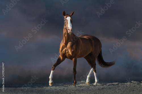 Red horse run in desert dust against dark dramatic sky