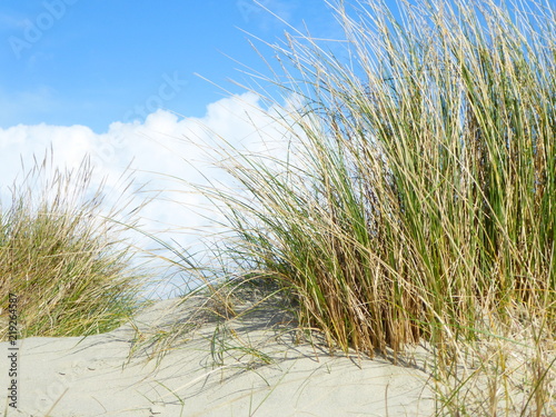 grasses on sand dune with billowing clouds behind