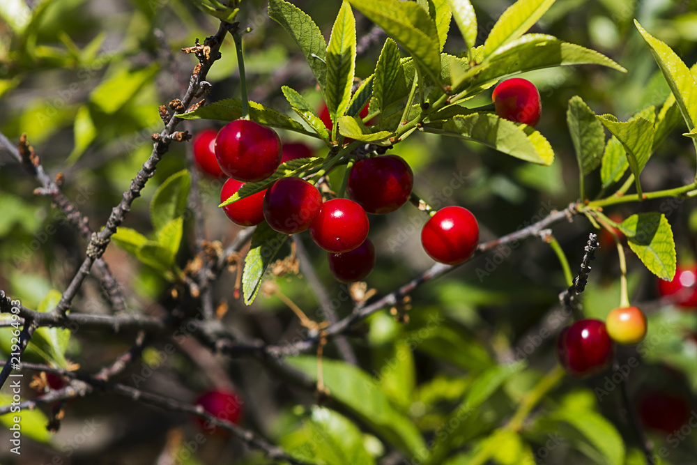 Red and sweet cherries on a branch just before harvest