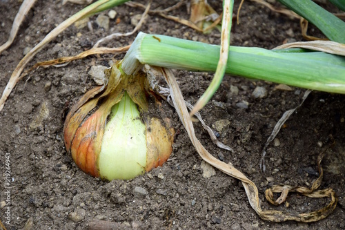 Speisezwiebel im Bauerngarten kurz vor der Ernte