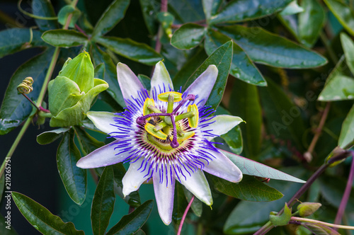 Bild auf Leinwand passion flower Passiflora caerulea Passionflower against green garden background