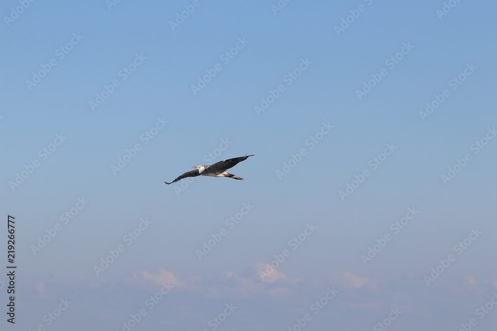 大空に羽ばたく鳥