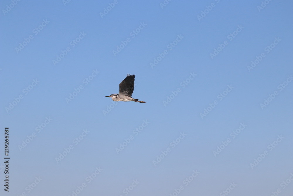 Obraz premium 大空に羽ばたく鳥