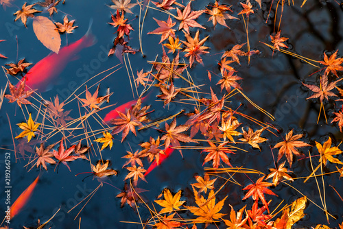 池に浮かぶ紅葉の葉と水中を泳ぐ鯉