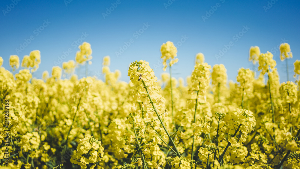 Rapeseed Rapeseed