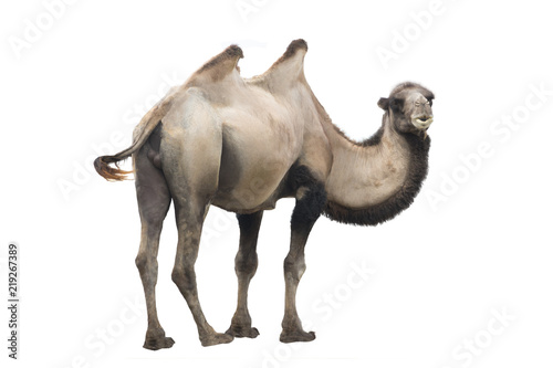 camel   Camelus bactrianus  isolated