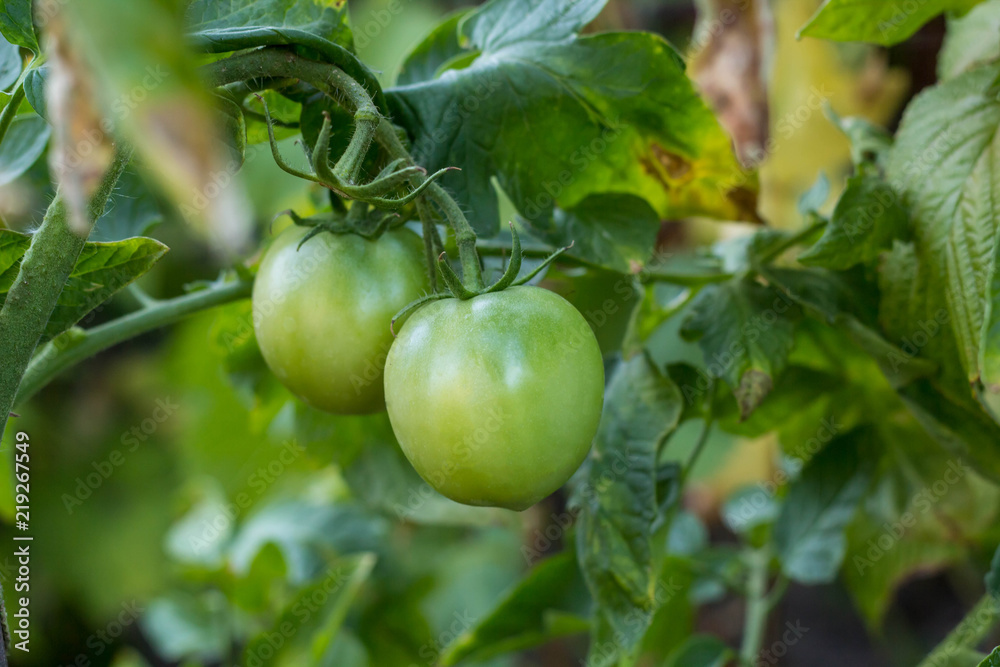 green tomatoes growing on the branches in garden
