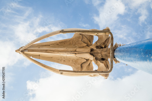 Close up shot of the whales skull at the Canary Islands