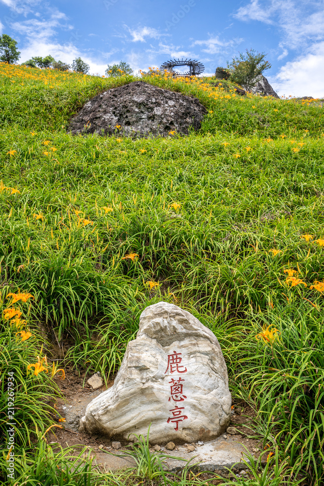 Hualian, Taiwan August 13, 2018: The Orange daylily(Tawny daylily) flower farm at Sixty Rock Mountain(Liushidan.mountain) with blue sky and cloud, Fuli, Hualien, Taiwan