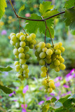 Bunches of white grapes hanging in vineyard against at green and yellow background during sunset