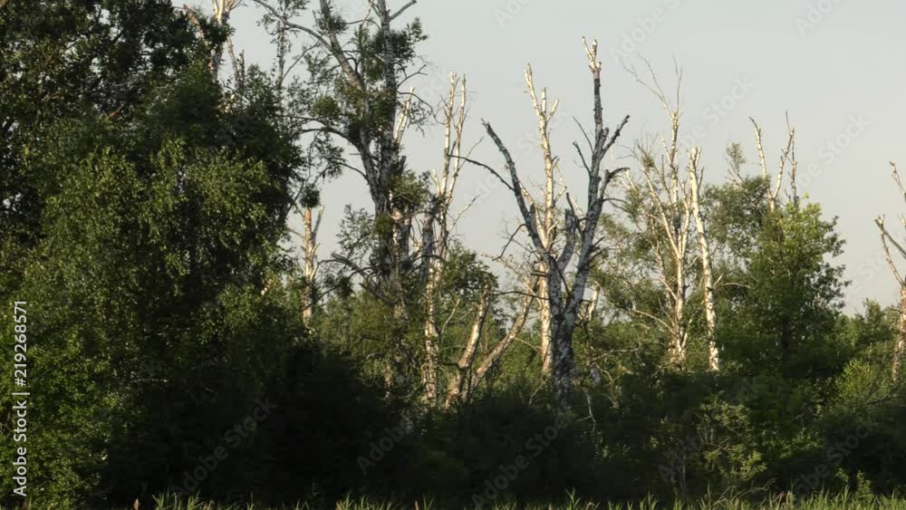 Broken tree. Broken branches after passing a hurricane. Broken tree. Broken branches after passing a hurricane.