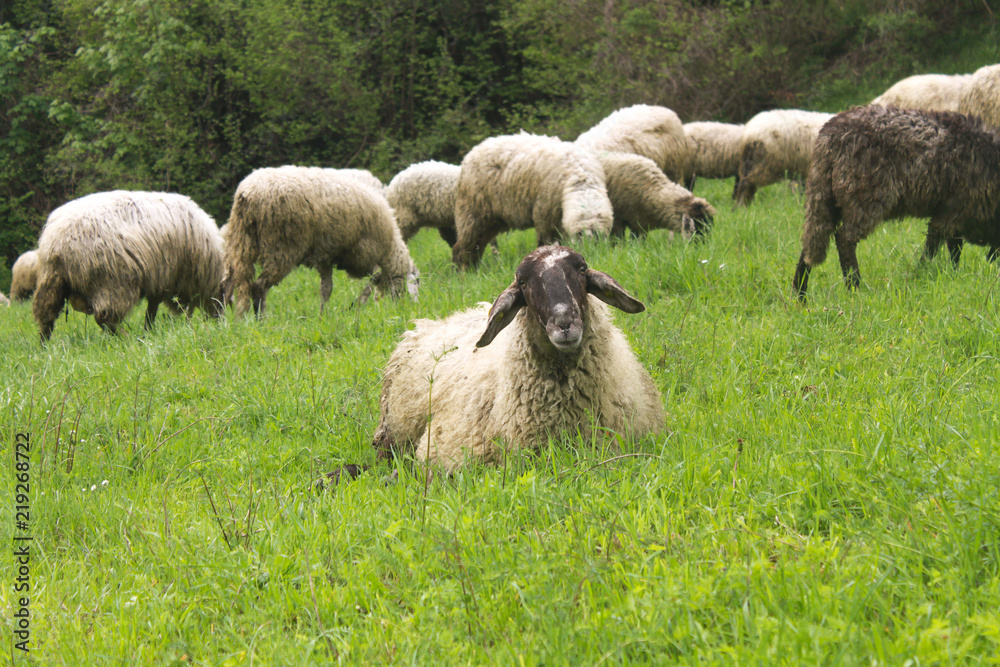 Fototapeta premium Sheep on a green meadow