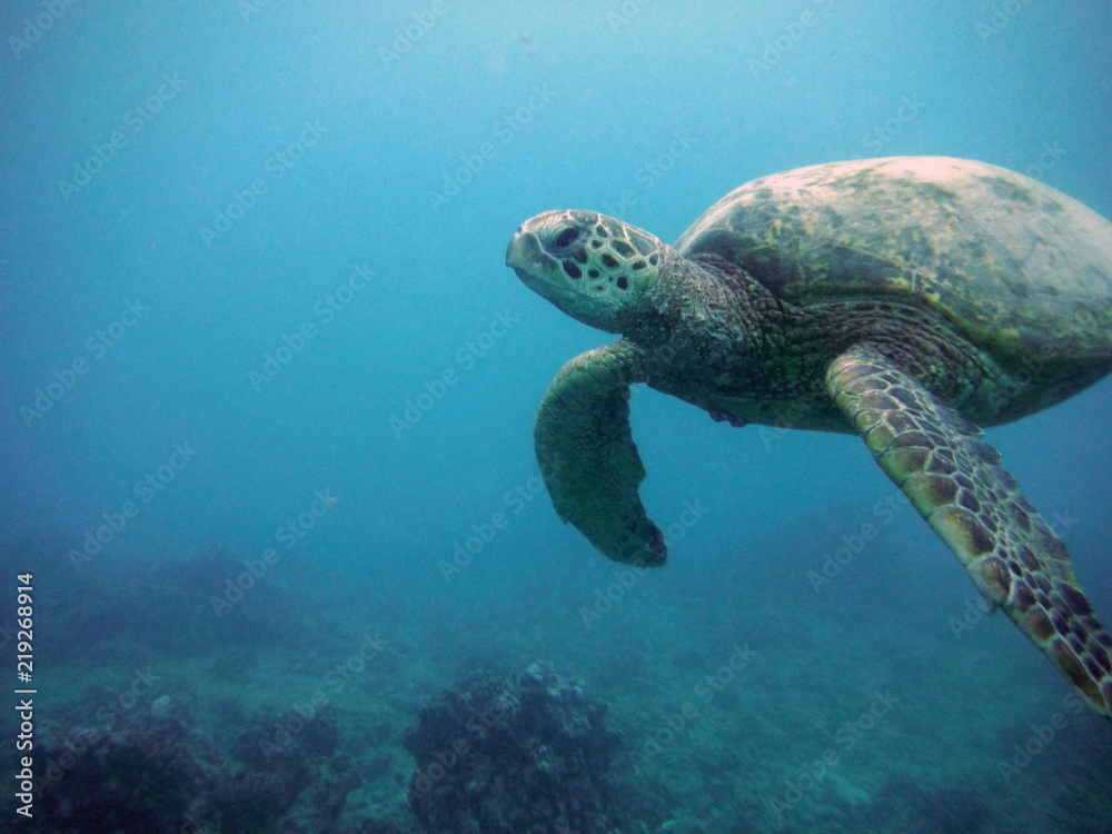 Obraz premium Honu