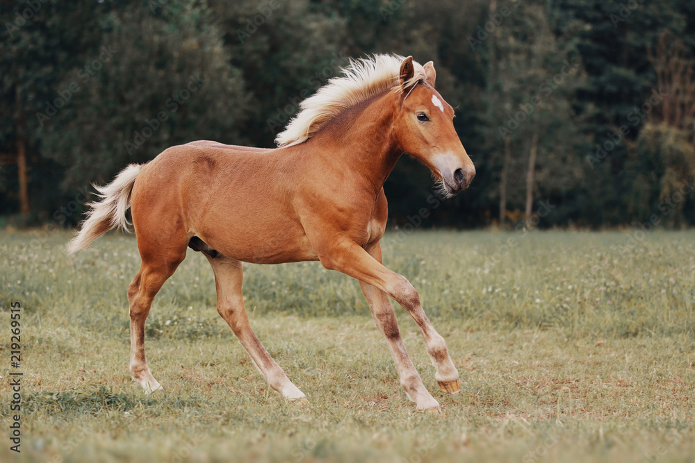 Little red foal on the summer field Little red foal on the summer field