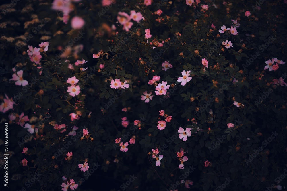 pink flowers on a black background
