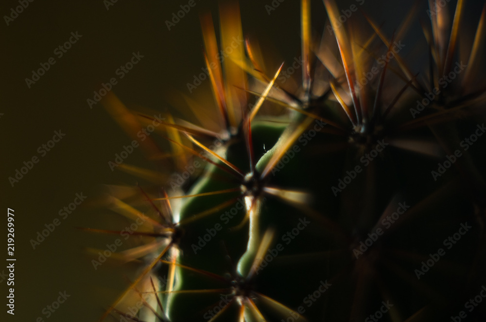 Cactus echinopsis tubiflora, close up, selective focus