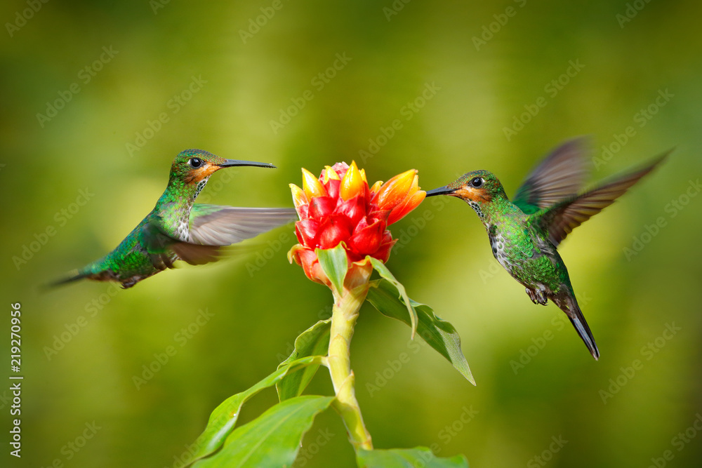 Fototapeta premium Hummingbird Green-crowned Brilliant, Heliodoxa jacula, zielony ptak z Kostaryki latający obok pięknego czerwonego kwiatu z jasnym tłem, siedliskiem, sceną karmienia. Dwa ptaki w lesie.