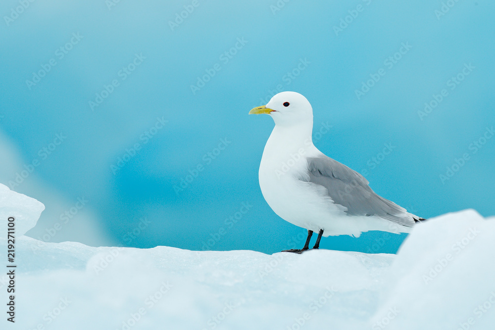 Naklejka premium Bird on the ice, winter scene from Arctic. Black-legged Kittiwake, Rissa tridactyla, with blue ice glacier in background, Svalbard, Norway.