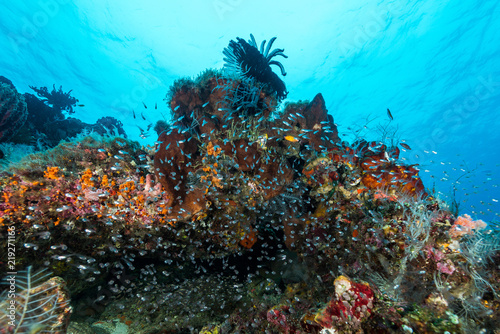 Fototapeta Naklejka Na Ścianę i Meble -  largespined glassfish aggregation swarm on a coral reef