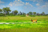 Kobus vardonii, Puku, animal walking in the water during hot day with blue sky. Forest mammal in the habitat, Okavango, Botswana. Wildlife scene with deer from African. nature. Rare antelope.
