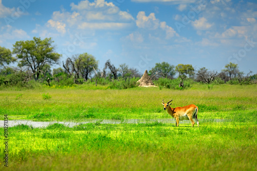 Kobus vardonii  Puku  animal walking in the water during hot day with blue sky. Forest mammal in the habitat  Okavango  Botswana. Wildlife scene with deer from African. nature. Rare antelope.