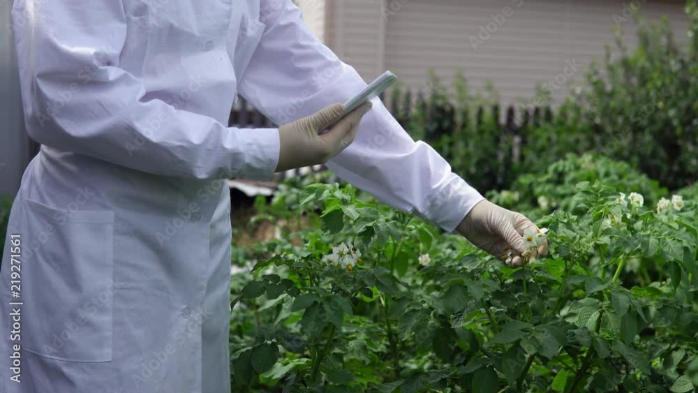 A female lab assistant in a white coat studies the growth of potato varieties on the experimental territory of the agro-industrial complex. A female lab assistant in a white coat studies the growth of potato varieties on the experimental territory of the agro-industrial complex.