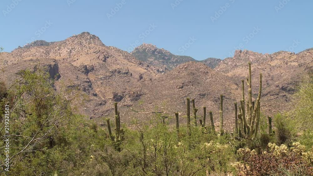 Static shot of cacti in the desert foothills beneath the Catalina Mountains near Tuscon, Arizona. Wide with blue skies. Static shot of cacti in the desert foothills beneath the Catalina Mountains near Tuscon, Arizona. Wide with blue skies.