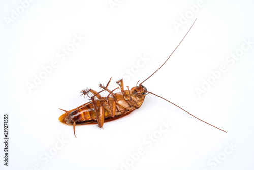 cockroach on white background © chatuphot