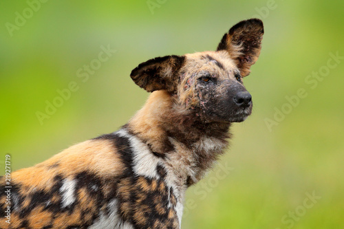 African wild dog, detail close-up portrait, Okavango delta, Botswana, Africa. Dangerous spotted animal with big ears. Hunting painted dog on African safari. Wildlife scene from nature, tip up ear.