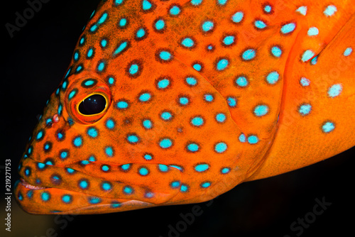 coral grouper on a coral reef photo