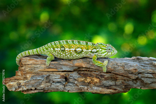 Carpet chameleon, Furcifer lateralis,sitting on the branch in forest habitat. Exotic beautifull endemic green reptile with long tail from Madagascar. Wildlife scene from nature. photo