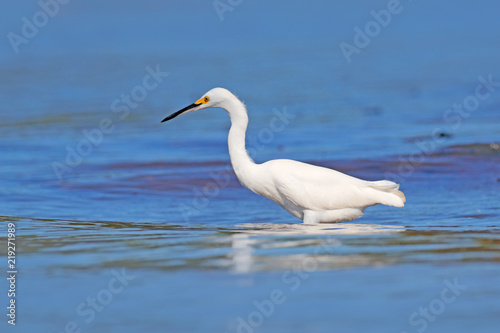 Snowy Egret  Egretta thula  on the coast. Bird with the dark blue sea. Heron in the water  Costa Rica. First light with bird.