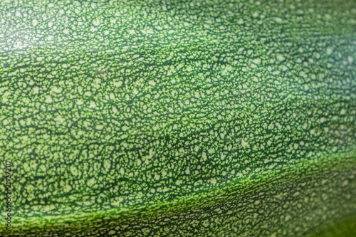 texture background of ripe green zucchini. Selective focus