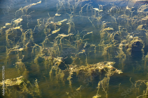 Algae, alga on the bottom of a lake.