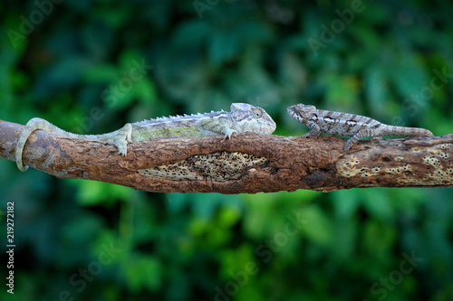 Furcifer verrucosus, Warty chameleon   sitting on the branch in forest habitat. Exotic beautifull endemic green reptile with long tail from Madagascar. Wildlife scene from nature.