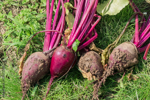 fresh crops of organic beetroot on the field background. Natural vegetable agriculture food