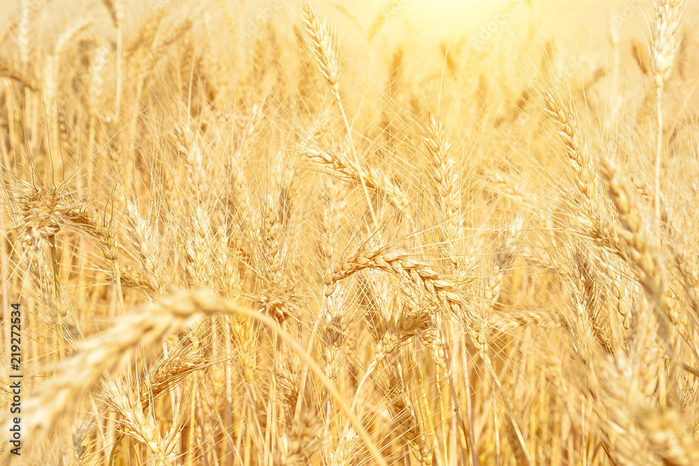 Yellow wheat field, harvest of grain crops. Mature wheat ears of a new crop. Rural landscape. Yellow wheat field, harvest of grain crops. Mature wheat ears of a new crop. Rural landscape.