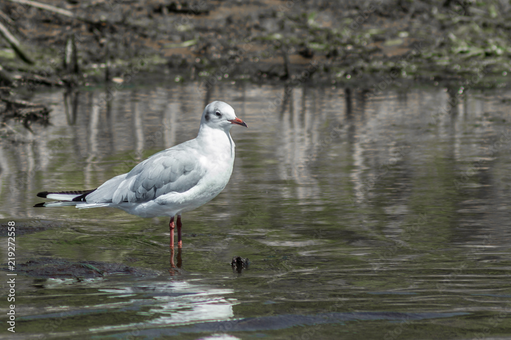 bird Seagull in water bird Seagull in water