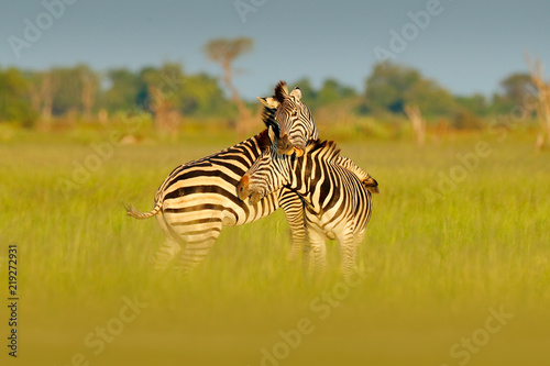 African savannah  green season. Zebras playing in the savannah. Two zebras in the green grass  wet season  Okavango delta  Moremi  Botswana