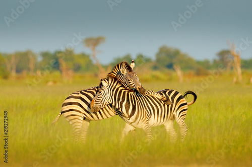 Zebras playing in the savannah. Two zebras in the green grass  wet season  Okavango delta  Moremi  Botswana