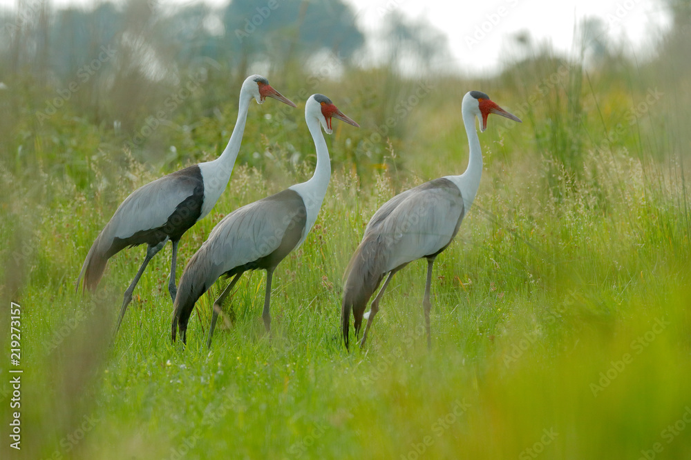 Obraz premium Żuraw koralowy, Grus carunculata, z czerwoną głową, dzikie zwierzęta z delty Okawango, Moremi, Botswana. Duży ptak w środowisku naturalnym, zielona łąka. Afryka Wildlife. Trzy ptaki w trawie wodnej.