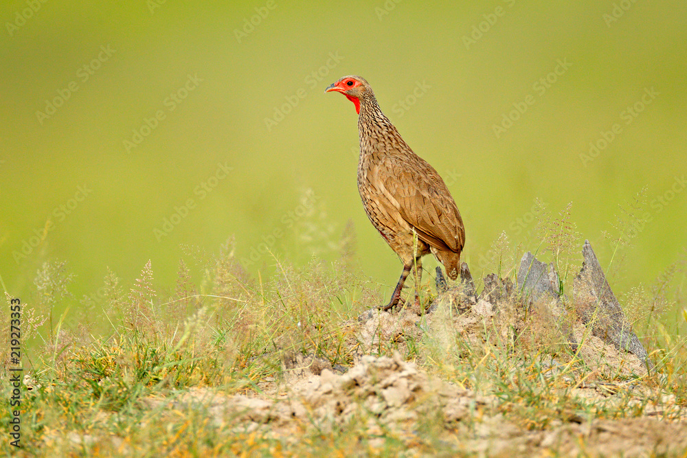 Red-necked Francolin, Pternistis afer, bird in the nature habitat, Okavango, delta, Botswana, Africa. Evening light with bird sitting on the tree trunk. Red-necked Francolin, Pternistis afer, bird in the nature habitat, Okavango, delta, Botswana, Africa. Evening light with bird sitting on the tree trunk.