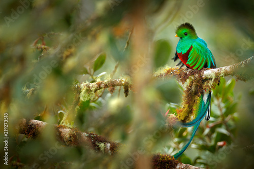 Resplendent Quetzal, Savegre in Costa Rica with green forest in background. Magnificent sacred green and red bird. Detail portrait of beautiful tropic animal. Bird with long tail.