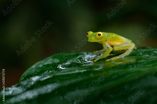 Fleschmann´s Glass Frog, Hyalinobatrachium fleischmanni in nature habitat, animal with big yellow eyes, in forest river. Frog from Costa Rica, wide angle lens.